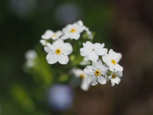 Wood Forget Me Not Poster Print - Suzanne Bonin