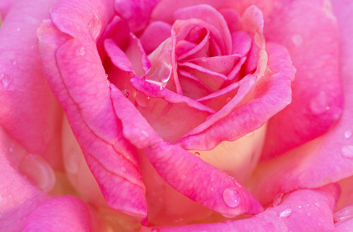 USA- Georgia- Savannah. Pink rose with water drops. Poster Print - Joanne Wells