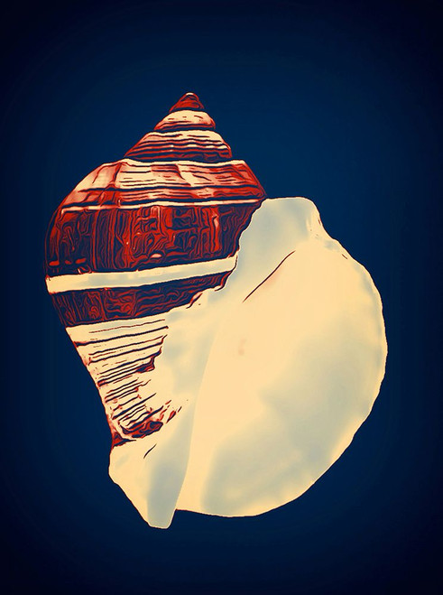 Fiber Conch on Blue Poster Print - GST