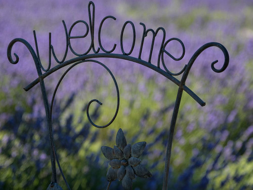 Usa-Washington State. Snoqualmie Valley. Black iron Welcome sign in garden with lavender Poster Print - Images Merrill