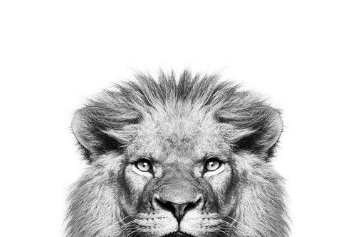 Peeking Lion Poster Print - and Seb Sisi