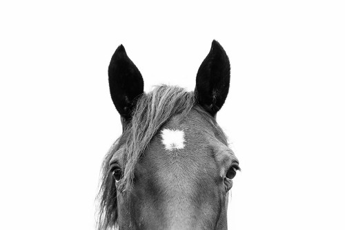 Peeking Horse In Black And White Poster Print - and Seb Sisi