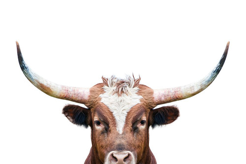 Peeking Longhorn Poster Print - and Seb Sisi