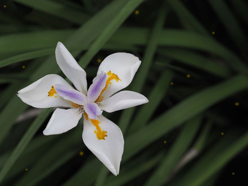 Fortnight Lily Poster Print - Suzanne Bonin