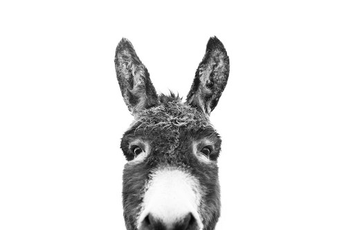Peeking Donkey In Black And White Poster Print - and Seb Sisi