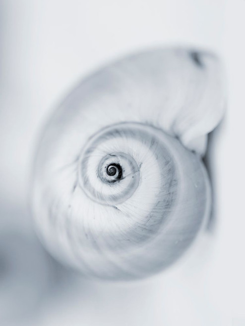 Moon Snail Poster Print - Tracey Telik
