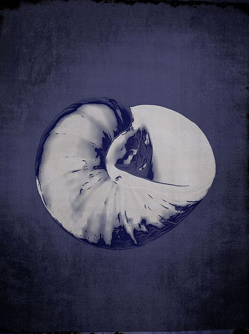 Snail Shell in Indigo Poster Print - GST