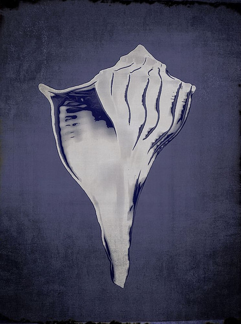 Lightening Whelk in Indigo Poster Print - GST