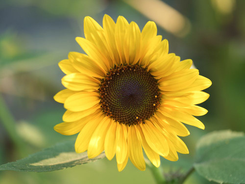 Common Sunflower Poster Print - Suzanne Bonin