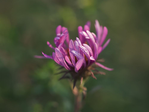 Aster in the Morning Poster Print - Suzanne Bonin