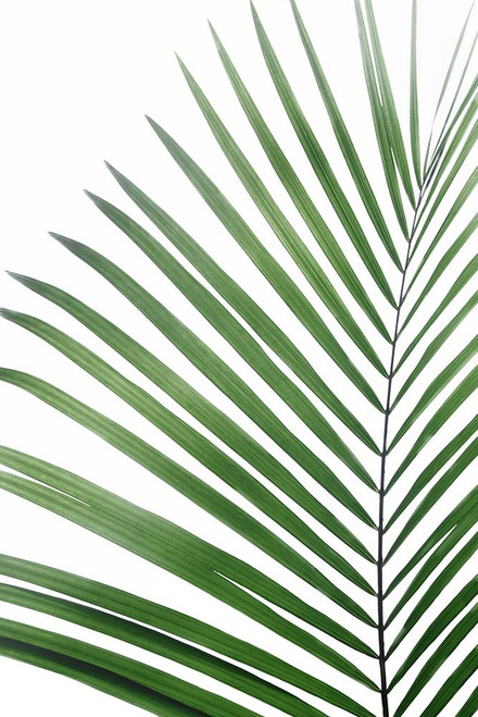 Palm Leaf Poster Print - and Seb Sisi