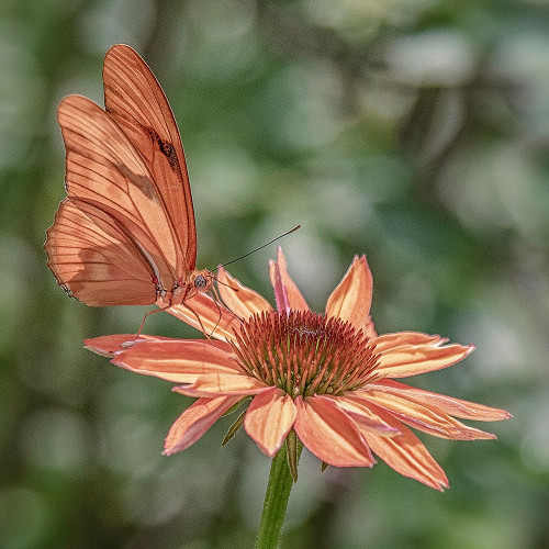 Breath Of Sympathy Poster Print - Pat DeLuca