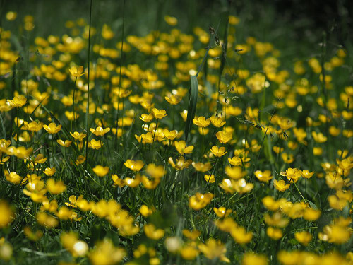Tall Buttercup Field Poster Print - Suzanne Bonin