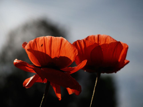 Early Morning Poppies Poster Print - Suzanne Bonin