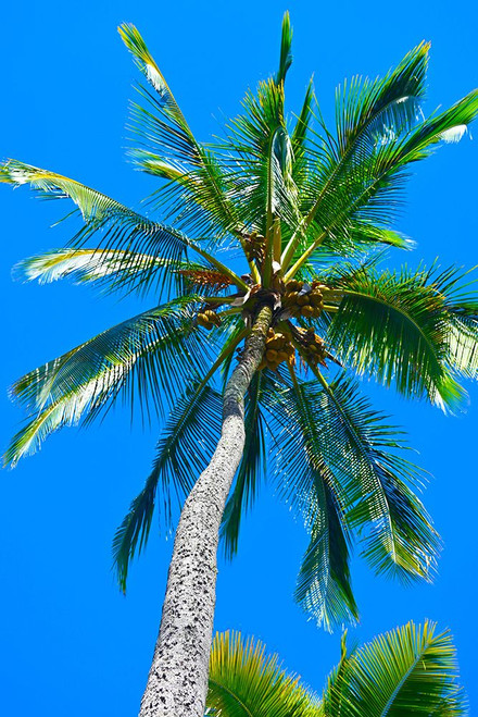 Tropical Wiggle Cool Poster Print - Melissa Nebula