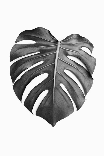 Monstera Leaf In Black And White Poster Print - and Seb Sisi