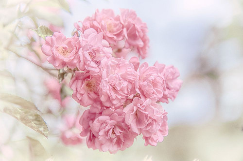 Illustrious Environment Poster Print - Pat DeLuca