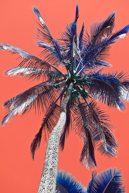 Tropical Wiggle Poster Print - Melissa Nebula