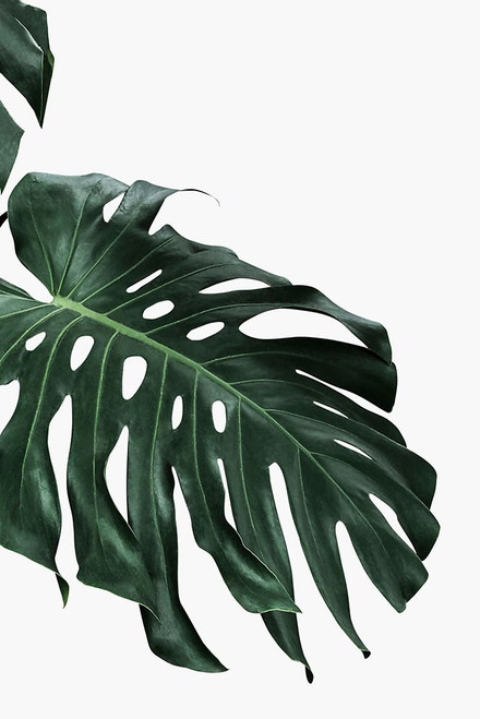 Monstera I Poster Print - and Seb Sisi