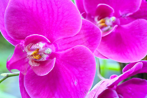 Orchid Friends Poster Print - Melissa Nebula