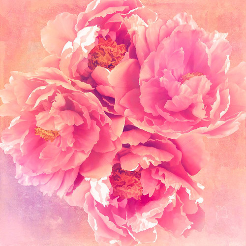 Peony Garden Poster Print - Tina Lavoie
