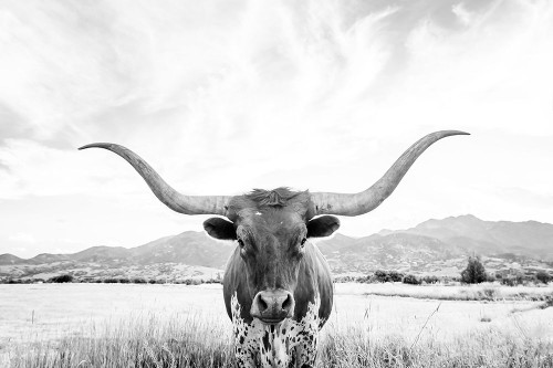 Longhorn Poster Print - and Seb Sisi