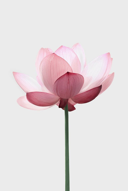 Lotus Poster Print - and Seb Sisi