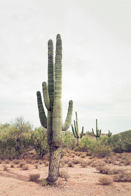 Desert Cactus Poster Print - and Seb Sisi