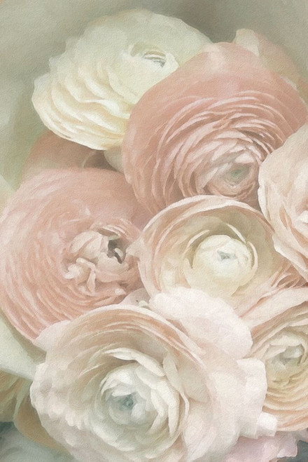Ranunculus Second Blush Desaturated Poster Print - GST