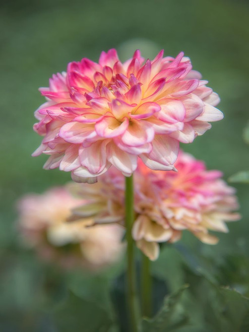 In Stillness Poster Print - Pat DeLuca