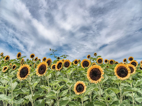 Sunflower Field Poster Print - Pat DeLuca