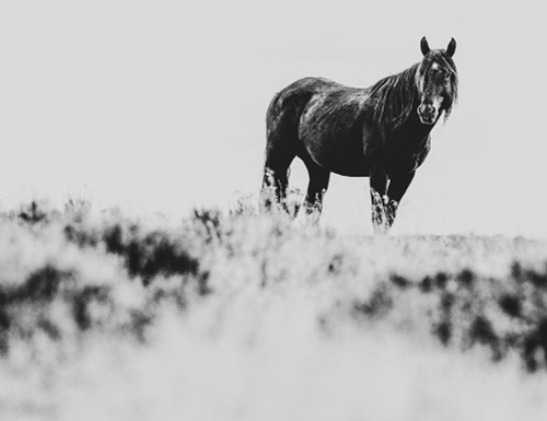 Wild Horses of the Great Basin 01 Poster Print - LightBoxJournal
