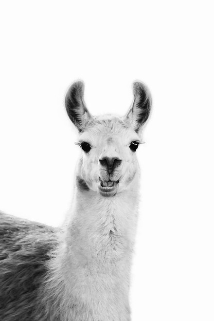 Happy Llama Poster Print - and Seb Sisi