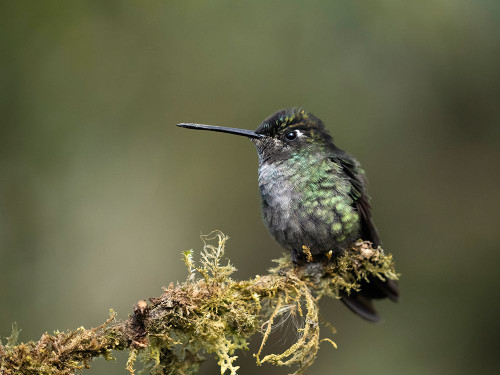 Talamanca Hummingbird- Costa Rica- Central America Poster Print - Joe and McDonald