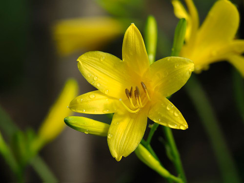Yellow Daylily Poster Print - Suzanne Bonin