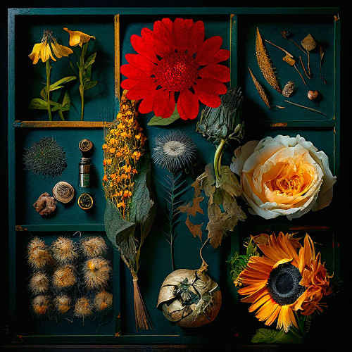 Dried Flowers I Poster Print - Sasha