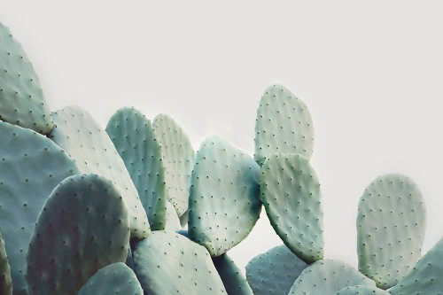 Green Pastel Cactus Poster Print - and Seb Sisi