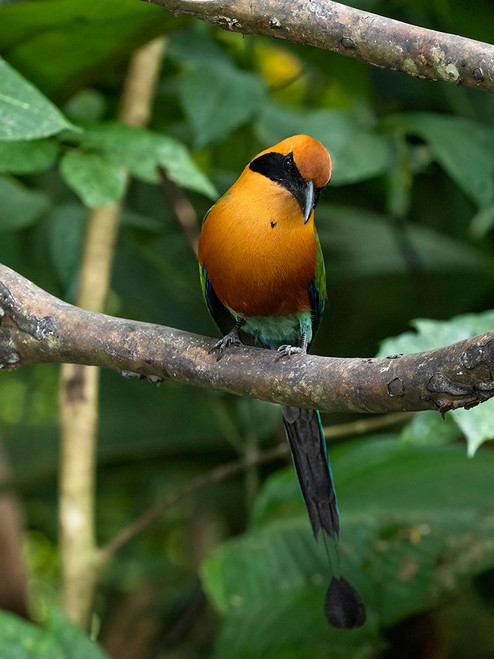 Rufous Motmot- Costa Rica- Central America Poster Print - Joe and McDonald