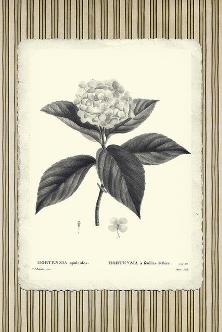 Black and Beige Pinstripe Botanical Hydrangea Poster Print - GST