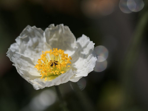 Iceland Poppy Poster Print - Suzanne Bonin
