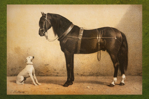 Best Buddies Back in the Stable Poster Print - GST