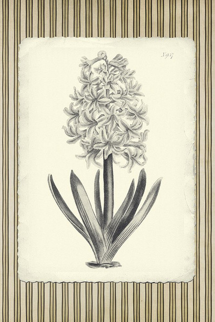 Black and Beige Pinstripe Botanical Hyacinth Poster Print - GST