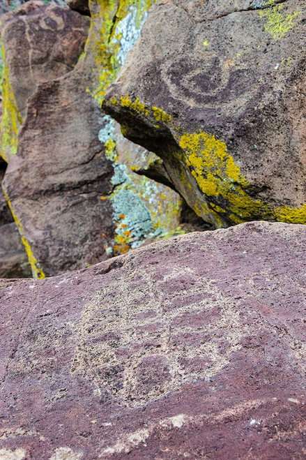 Mexico-Baja California Sur-Sierra de San Francisco. Petroglyphs at remote spring-La Higuerita. Poster Print - Fredrik Norrsell