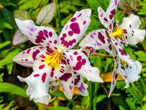 Smiley Orchid Poster Print - Melissa Nebula