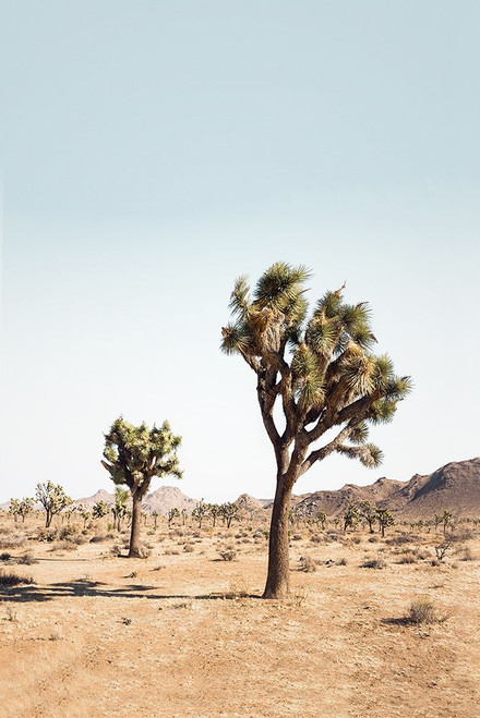 Desert Tree Poster Print - and Seb Sisi