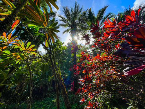 Tropical Melange Poster Print - Melissa Nebula