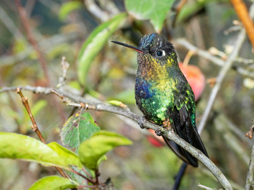 Fiery-throated hummingbird- Costa Rica- Central America Poster Print - Joe and McDonald