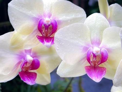 Orchid Cleanse Poster Print - Melissa Nebula