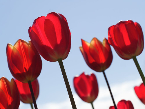 Red Tulips Poster Print - Suzanne Bonin