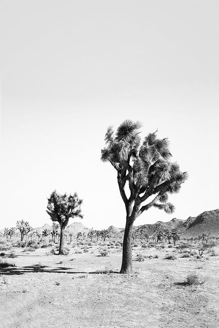 Desert Tree in Black And White Poster Print - and Seb Sisi